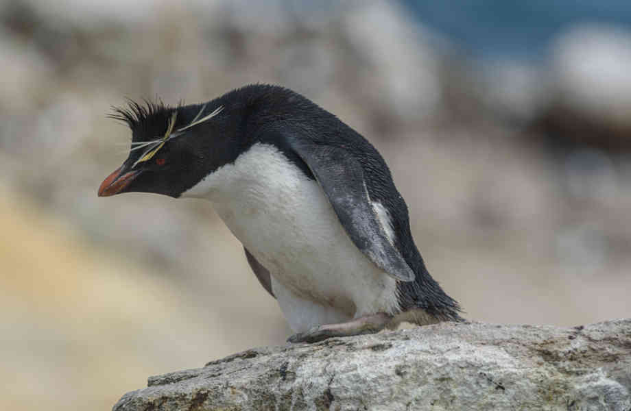 Pingüino Rockhopper - islas Falkland o Malvinas 14.jpg